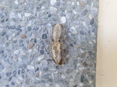 Hierodula patellifera