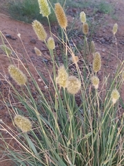 Fingerhuthia africana