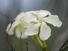 Echites umbellatus
