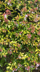 Abelia × grandiflora