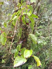 Schisandra arisanensis