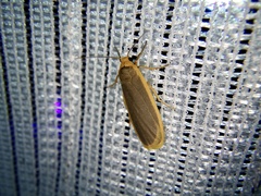Eilema nankingica
