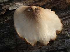 Pluteus plautus