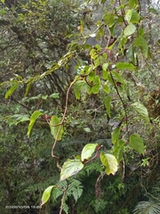 Schisandra arisanensis