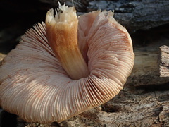 Pluteus plautus