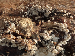 Resupinatus griseopallidus