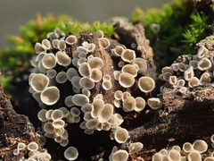 Resupinatus griseopallidus