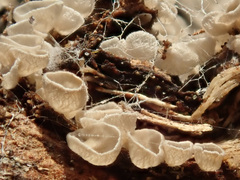 Resupinatus griseopallidus