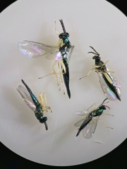 Sympiesis dolichogaster