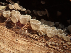 Resupinatus griseopallidus