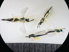 Sympiesis dolichogaster