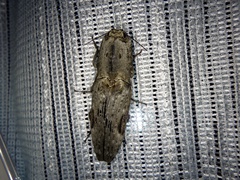 Cryptalaus larvatus pini