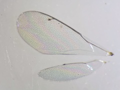 Sympiesis dolichogaster