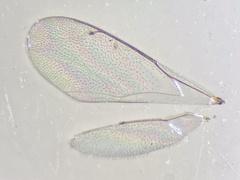 Sympiesis dolichogaster