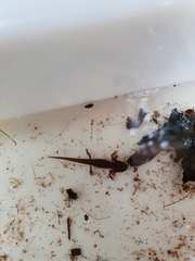 Lissotriton
