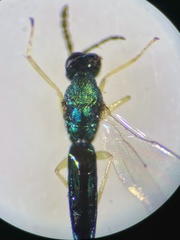 Sympiesis dolichogaster