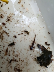 Lissotriton