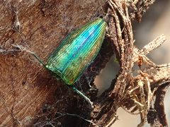 Eurythyrea aurata