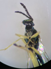 Sympiesis dolichogaster