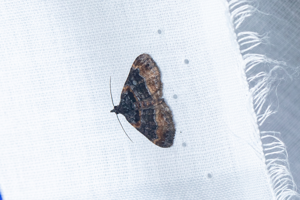 Loxofidonia