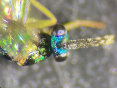 Sympiesis dolichogaster