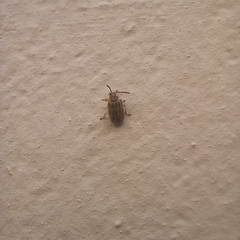 Ophraella communa