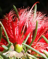 Melaleuca quadrifida