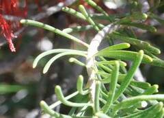 Melaleuca quadrifida