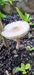 Agaricineae