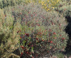 Melaleuca quadrifida