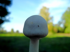 Leucoagaricus leucothites