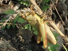 Heteracris pterosticha