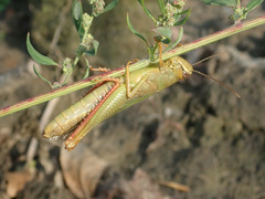 Heteracris pterosticha