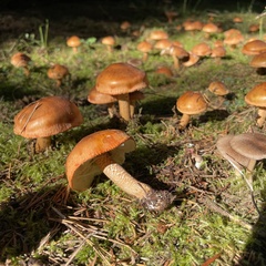 Tricholoma aurantium
