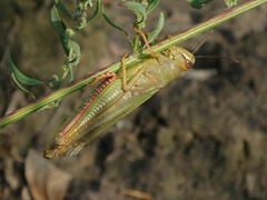 Heteracris pterosticha