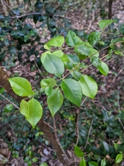 Backhousia myrtifolia