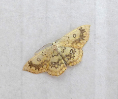 Cyclophora annularia