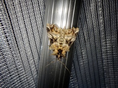 Callopistria repleta