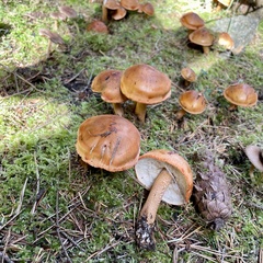 Tricholoma aurantium