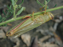 Heteracris pterosticha