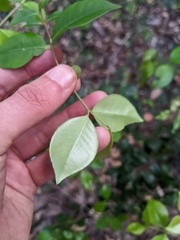 Backhousia myrtifolia