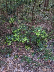Backhousia myrtifolia