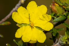 Hibbertia riparia