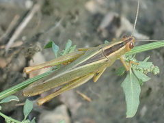 Heteracris pterosticha