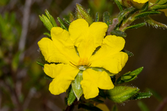 Hibbertia riparia
