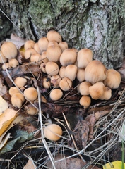 Coprinellus micaceus