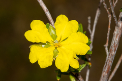 Hibbertia riparia