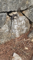 Dalmatolacerta oxycephala