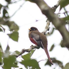 Trogon personatus
