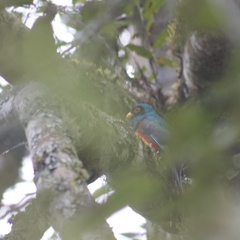 Trogon personatus